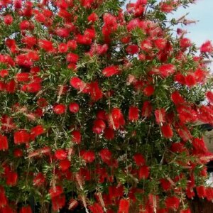 Bottlebrush 25G