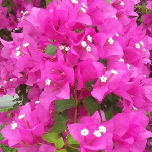 Bougainvillea 7G