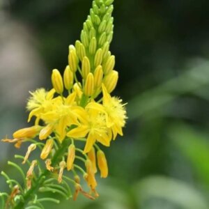 Bulbine yellow (Bulbine frutescens) 1G