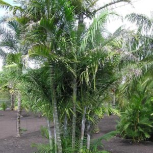 Cabada Palm 15G