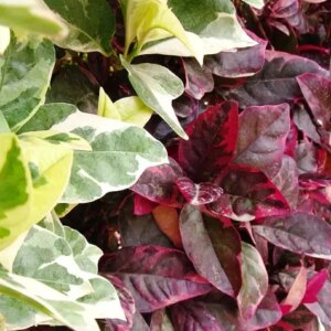 Cafe con leche 3G (Pseuderanthemum - Atropurpureum)