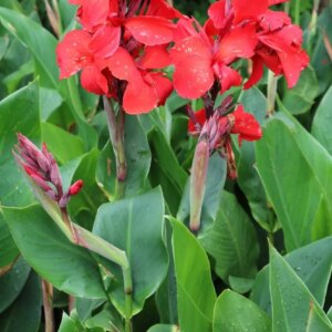 Canna Lily 25G