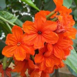 Carawara Geiger Tree 25G