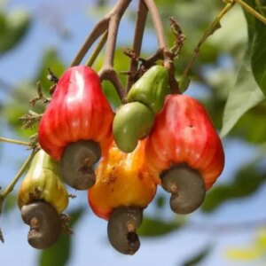 Cashew 15G (Anacardium Occidentale)