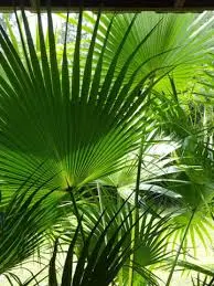 Chinese Fan Palm Double p/mtr