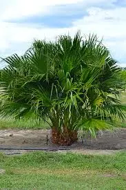 Chinese Fan Palm multi p/mtr