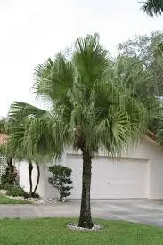 Chinese Fan Palm p/mtr