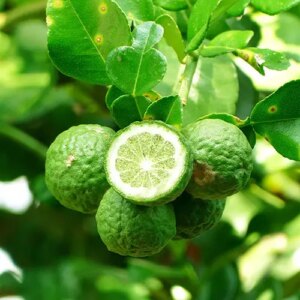 Citrus Kaffir Lime (Citrus Hystrix)