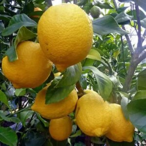 Citrus Lemon Ponderosa 7G(Lemon ponderosa)