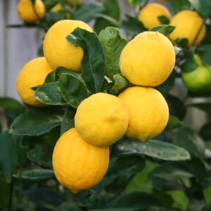 Citrus Meyer Lemon