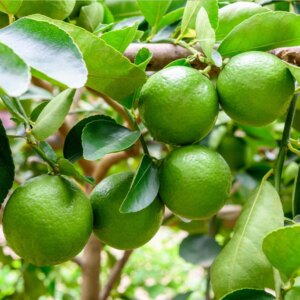 Citrus Persian Lime 3G/ 7G (citrus latifolia)