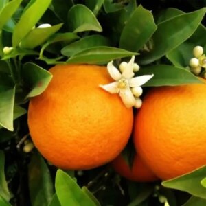 Citrus Sinensis -  Sinaasappel 7G