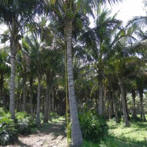 Coconut Palm Maypan (dikke onderstam) p/mtr
