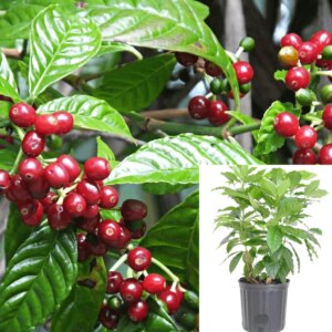 Coffee plant 3G