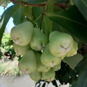 Djamboe Semarang (Java apple - Syzygium Samarangense) 3G