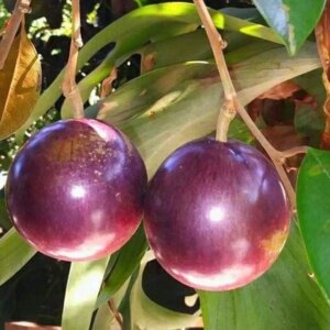 Egg Fruit. (Purple Caimito) Chrysophyllum Cainito 7G