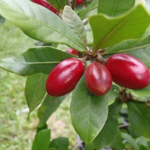 Miracle Fruit (Synsepalum Dulcificum) 7G