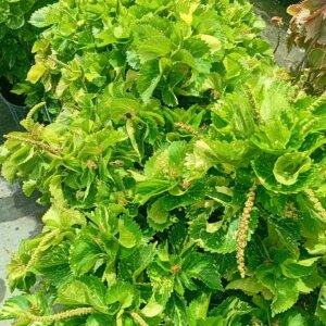 Acalypha Wilkesiana curly 3G (Copperleaf)
