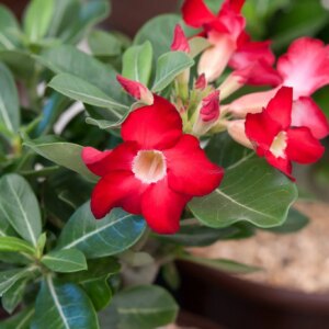 Desert Rose 1G (Adenium Obesum)