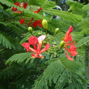Flamboyan - Royal Poinciana - (Delonix regia) p/mtr