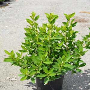 Green Buttonwood p/mtr