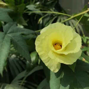 Katoenplant 3G