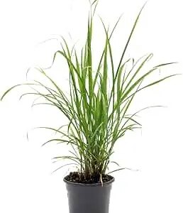 Lemon Grass 3G - Citroengras (Cymbopogon)