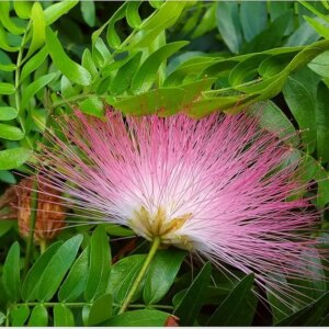 Powder Puff Pink p/mtr (Calliandra Schultezi)