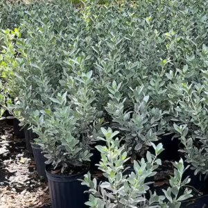 Silver Buttonwood p/mtr