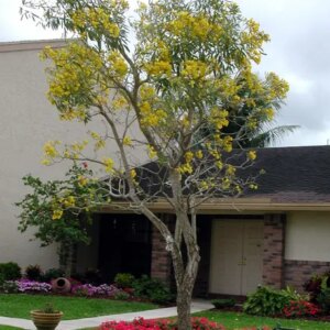 Trumpet Tree Silver - Tabebuia p/m